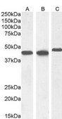 Anti-Smooth Muscle α-Actin antibody produced in goat affinity isolated antibody, buffered aqueous solution