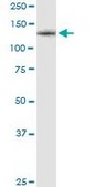Monoclonal Anti-CSF1R antibody produced in mouse clone 1G4, purified immunoglobulin, buffered aqueous solution