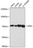 Anti-SHP2 antibody produced in rabbit