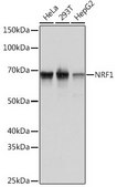 Anti-NRF1 antibody produced in rabbit
