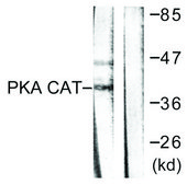 Anti-PKA α antibody produced in rabbit affinity isolated antibody
