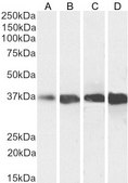 Anti-GAPDH, C-Terminal antibody produced in goat affinity isolated antibody, buffered aqueous solution