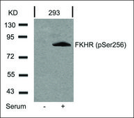 抗-磷酸化-FOXO1 (pSer256) 兔抗 affinity isolated antibody