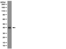 Anti-OCT-4 [POU5F1] Antibody, clone 7F9.2 clone 7F9.2, from mouse