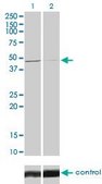 Monoclonal Anti-TRIB3 antibody produced in mouse clone 1H2, purified immunoglobulin, buffered aqueous solution