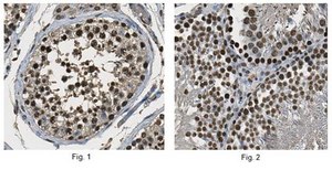 Anti-monomethyl Histone H3 (Lys4) Antibody from rabbit, purified by affinity chromatography