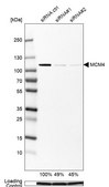 Anti-MCM4 antibody produced in rabbit Prestige Antibodies® Powered by Atlas Antibodies, affinity isolated antibody, buffered aqueous glycerol solution