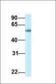Anti-PPAT antibody produced in rabbit affinity isolated antibody