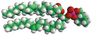 20:1 (Cis) PC 1,2-dieicosenoyl-sn-glycero-3-phosphocholine, chloroform