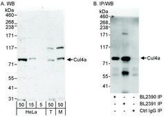 Rabbit anti-Cul4a Antibody, Affinity Purified Powered by Bethyl Laboratories, Inc.