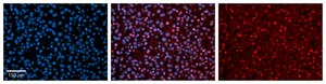 Anti-NR2F6 (AB1) antibody produced in rabbit affinity isolated antibody