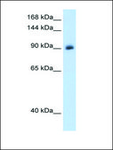Anti-NR3C2 antibody produced in rabbit IgG fraction of antiserum