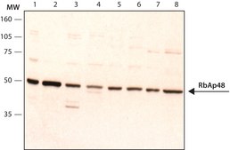 Anti-RbAp48 antibody produced in rabbit affinity isolated antibody, buffered aqueous solution