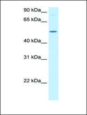 Anti-BHMT (AB1) antibody produced in rabbit IgG fraction of antiserum