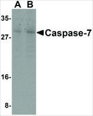 Anti-Caspase-7 (ab2) antibody produced in rabbit affinity isolated antibody, buffered aqueous solution