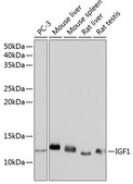Anti-IGF1 antibody produced in rabbit