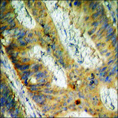 Anti-phospho-CDC25B (pSer323) antibody produced in rabbit affinity isolated antibody