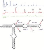 In Vivo SHAPE Reagent for Live Cell RNA Structure Analysis permits the analysis of RNA structure in living cells