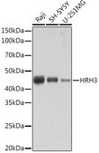 Anti-HRH3 antibody produced in rabbit