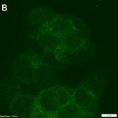 Anti-Raptor Antibody, clone 3F15 ZooMAb® Rabbit Monoclonal recombinant, expressed in HEK 293 cells