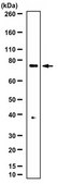 Anti-FUSE-binding protein 1 Antibody from rabbit, purified by affinity chromatography