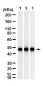 Anti-FDXR Antibody, clone 1N18 ZooMAb® Rabbit Monoclonal recombinant, expressed in HEK 293 cells