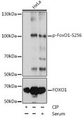 Anti-Phospho-FoxO1-S256 antibody produced in rabbit
