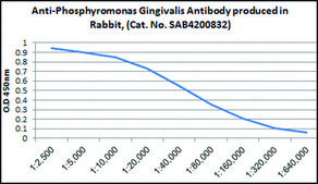 抗牙龈卟啉单胞菌抗体，兔，生产 IgG fraction of antiserum