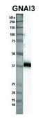 Anti-GNAI3 antibody produced in rabbit affinity isolated antibody