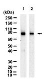 Anti-p-PKCγ (Thr514) Antibody, clone 4F20 ZooMAb® Rabbit Monoclonal recombinant, expressed in HEK 293 cells