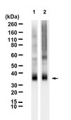 Anti-Rhodopsin Antibody, clone 4D2 ZooMAb® Mouse Monoclonal recombinant, expressed in HEK 293 cells