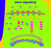 重组人表皮细胞生长因子 EGF, recombinant, expressed in E. coli, lyophilized powder, suitable for cell culture