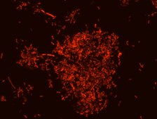 Akkermansia muciniphila FISH probe - Cy3 Probe for fluorescence in situ hybridization (FISH),20 μM in water