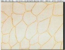 Anti-Dystrophin Antibody, mid-rod, clone 6D3 culture supernatant, clone 6D3, Chemicon®