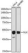 Anti-NLK antibody produced in rabbit