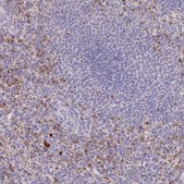 Anti-P2RY13 antibody produced in rabbit Prestige Antibodies® Powered by Atlas Antibodies, affinity isolated antibody, buffered aqueous glycerol solution