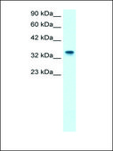 Anti-NPM1 (AB1) antibody produced in rabbit IgG fraction of antiserum