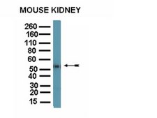 抗骨桥蛋抗体 serum, from rabbit