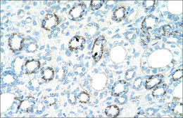 Anti-COX4I1 antibody produced in rabbit IgG fraction of antiserum