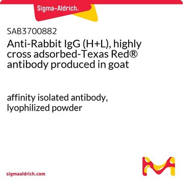 Anti-Rabbit IgG (H+L), highly cross adsorbed-Texas Red® antibody produced in goat affinity isolated antibody, lyophilized powder