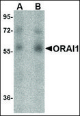 Monoclonal Anti-ORAI1 antibody produced in mouse clone 3F6H5, purified immunoglobulin, buffered aqueous solution