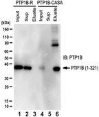 Anti-PTP1B Antibody (Oxidized), clone scFvs 45 clone scFvs 45, from chicken
