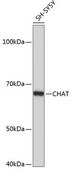 Anti-CHAT antibody produced in rabbit