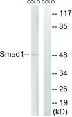 Anti-SMAD1 antibody produced in rabbit affinity isolated antibody