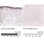 Monoclonal Anti-Il33 Antibody Produced In Mouse Prestige Antibodies® Powered by Atlas Antibodies, clone CL13438, affinity isolated antibody, buffered aqueous glycerol solution