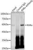 Anti-RXRα Antibody, clone 6Y10M1, Rabbit Monoclonal