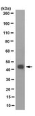 Anti-Connexin 43 Antibody, CT Antibody, clone 1C5.1 clone 1C5.1, from mouse