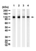 Anti-Neprilysin/CD10 Antibody, clone 1C22 ZooMAb® Rabbit Monoclonal recombinant, expressed in HEK 293 cells