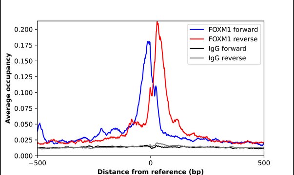 Anti-FOXM1 antibody produced in rabbit Prestige Antibodies® Powered by Atlas Antibodies, affinity isolated antibody, buffered aqueous glycerol solution