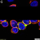 Anti-p-ZAP-70 (Tyr493) Antibody, clone 1F10 ZooMAb® Rabbit Monoclonal recombinant, expressed in HEK 293 cells